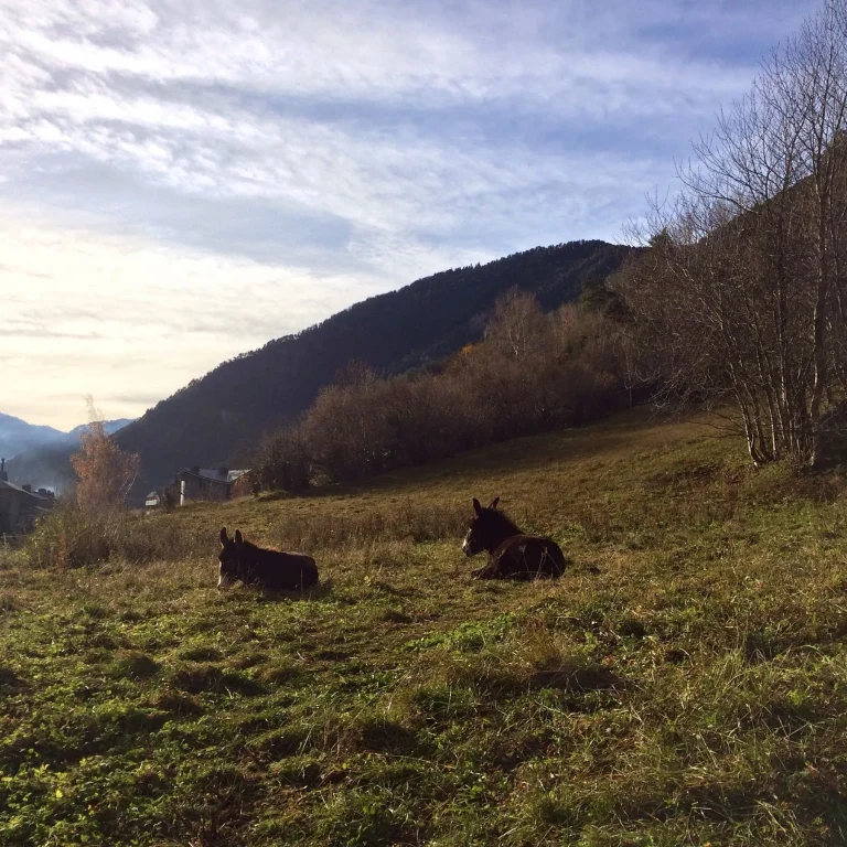 Dos ases estirats al prat del costat de la casa, a la vall d'Ordino